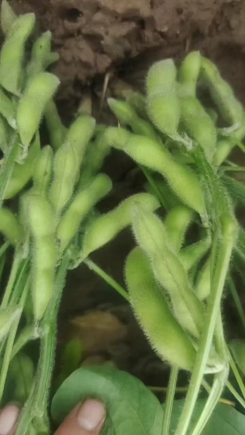 精品毛豆山东翠绿宝毛豆量大从优质优价廉对接全国