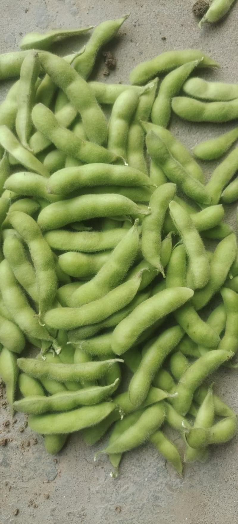 精品毛豆山东翠绿宝毛豆量大从优质优价廉对接全国