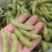 精品毛豆山东翠绿宝毛豆量大从优质优价廉对接全国