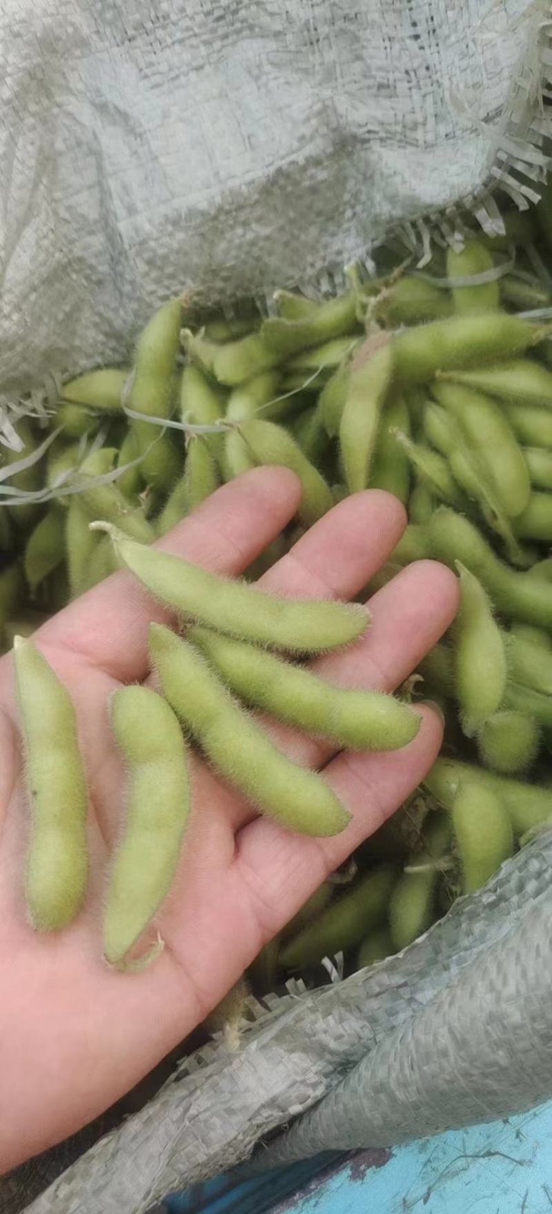 精品毛豆山东翠绿宝毛豆量大从优质优价廉对接全国
