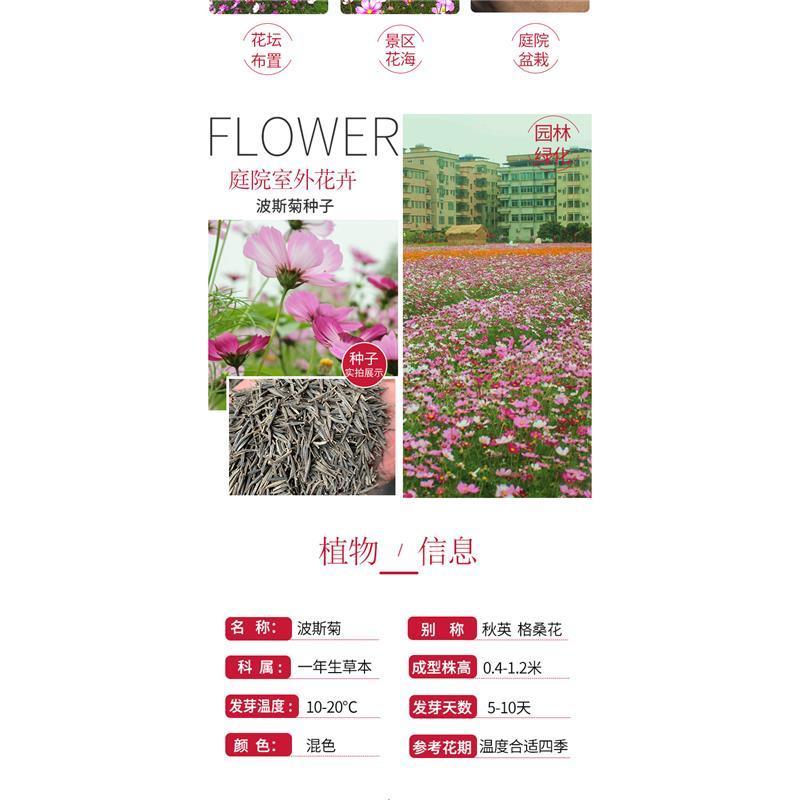 波斯菊花种子格桑花种籽子四季开花易活花籽庭院野花组合