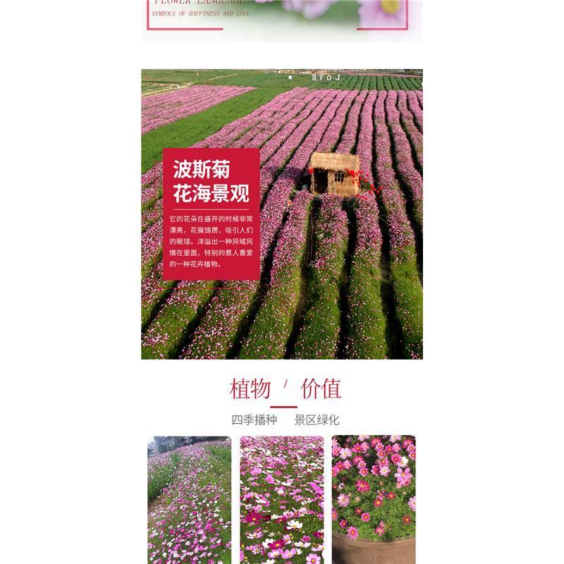 波斯菊花种子格桑花种籽子四季开花易活花籽庭院野花组合