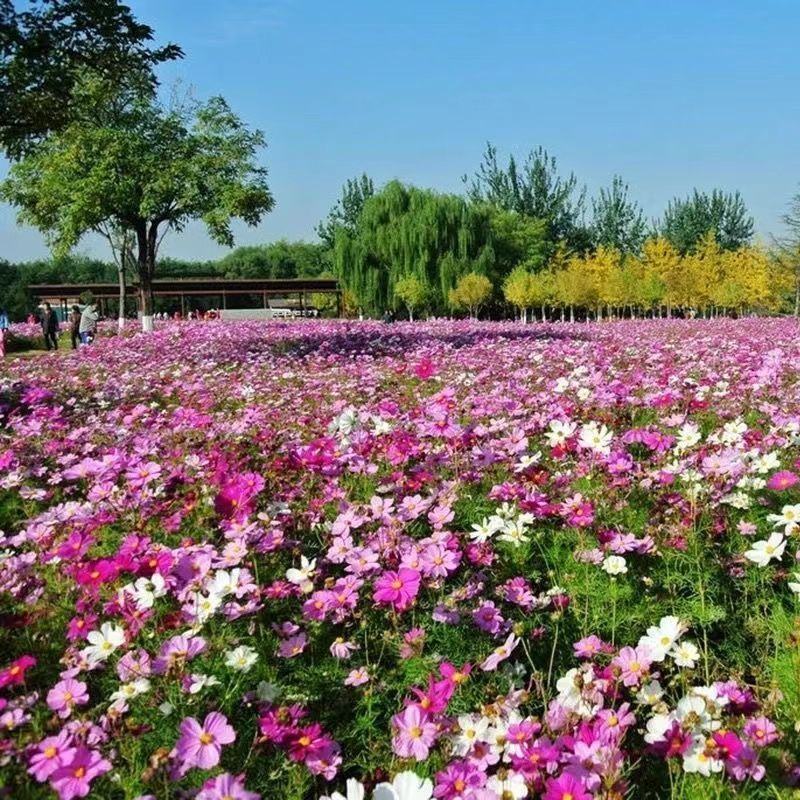 波斯菊花种子格桑花种籽子四季开花易活花籽庭院野花组合