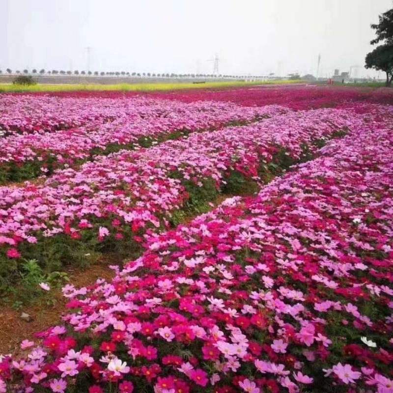 波斯菊花种子格桑花种籽子四季开花易活花籽庭院野花组合