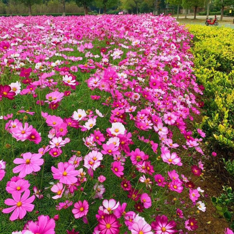 波斯菊花种子格桑花种籽子四季开花易活花籽庭院野花组合