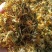 精品自然晒干金银花