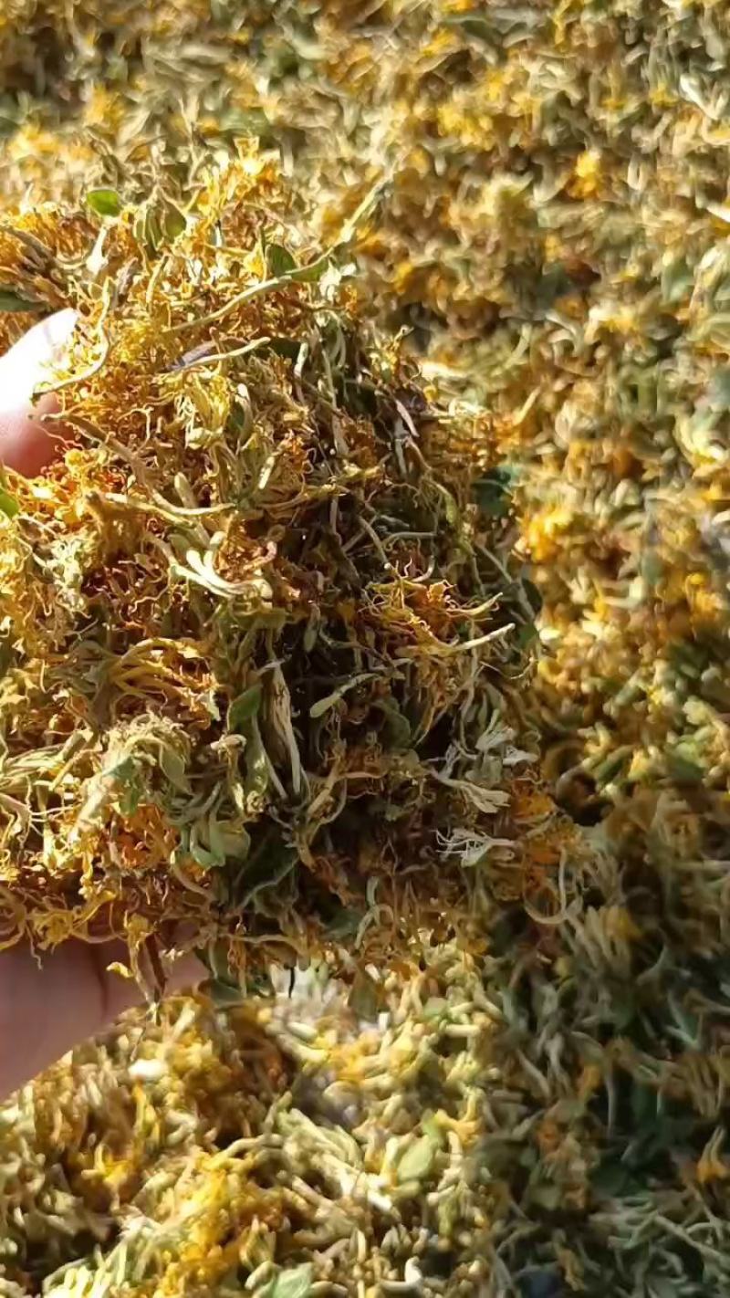 精品自然晒干金银花