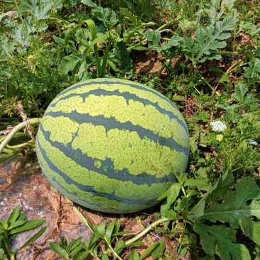 绵阳[精品露天美都产地直销]大量上市