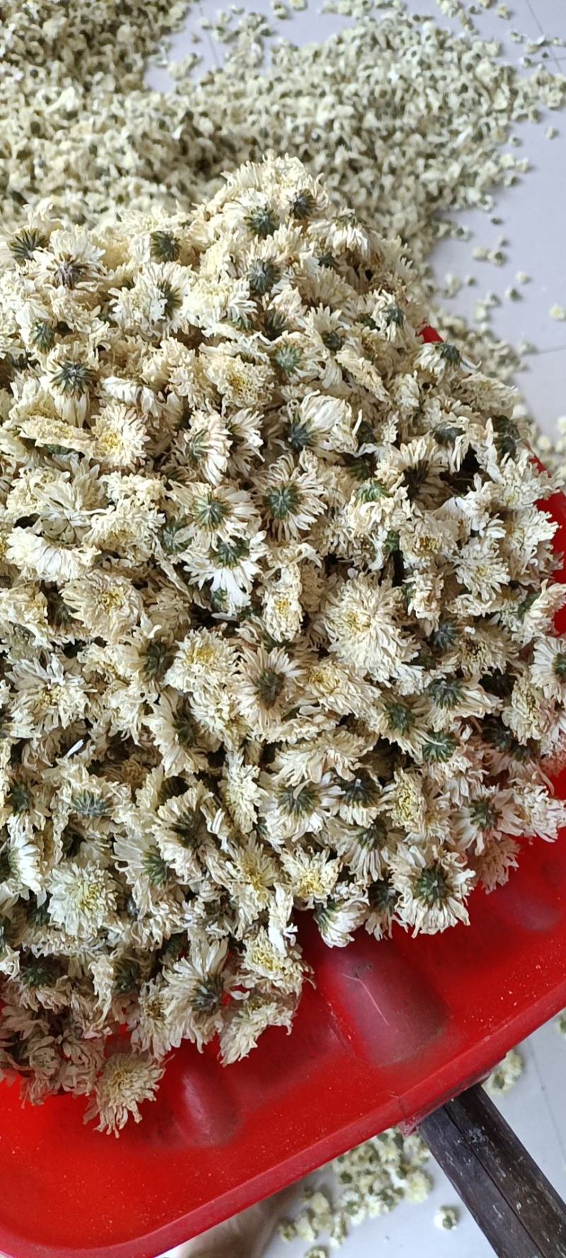 安徽七月菊一手货颜色白朵大而厚实对接各大电商批发商