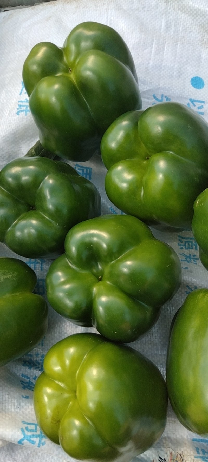 精品圆椒