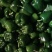 精品圆椒