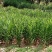 【精品】【洋荷】量大无忧质量保障
