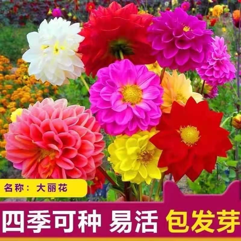 小丽花种子阳台庭院小丽菊花卉大丽花庭院重瓣易爆盆四季种植