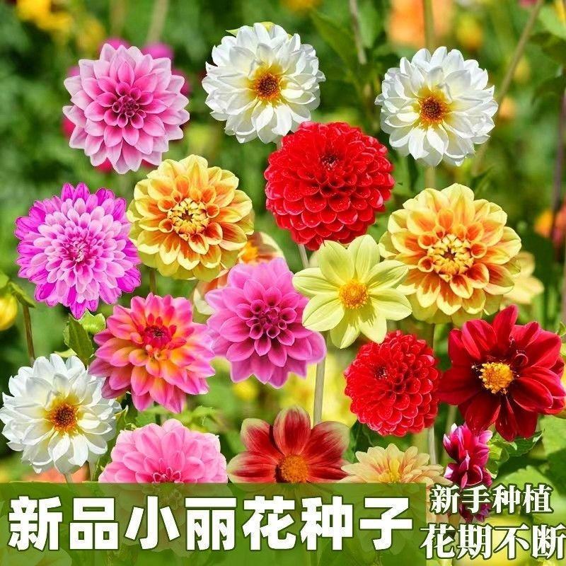 小丽花种子阳台庭院小丽菊花卉大丽花庭院重瓣易爆盆四季种植