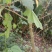 野生刺天茄金钮扣阳枝片全草根