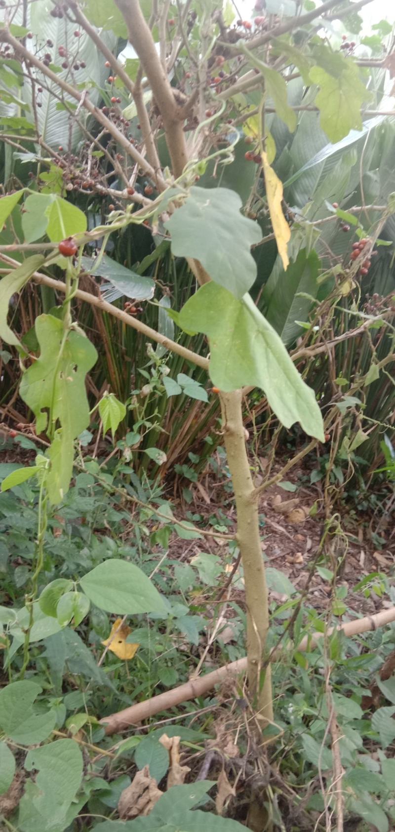 野生刺天茄金钮扣阳枝片全草根