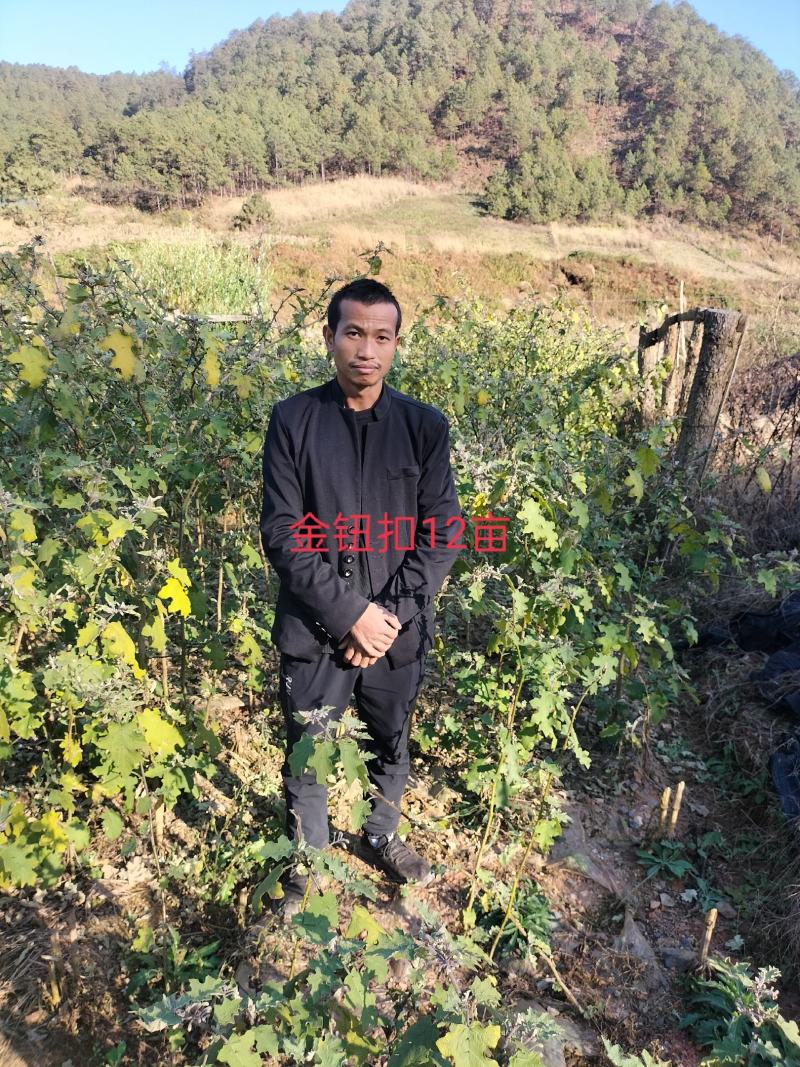 野生刺天茄金钮扣阳枝片全草根