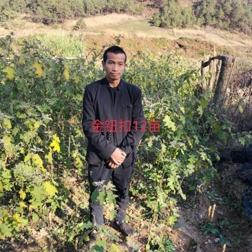 野生刺天茄金钮扣阳枝片全草根