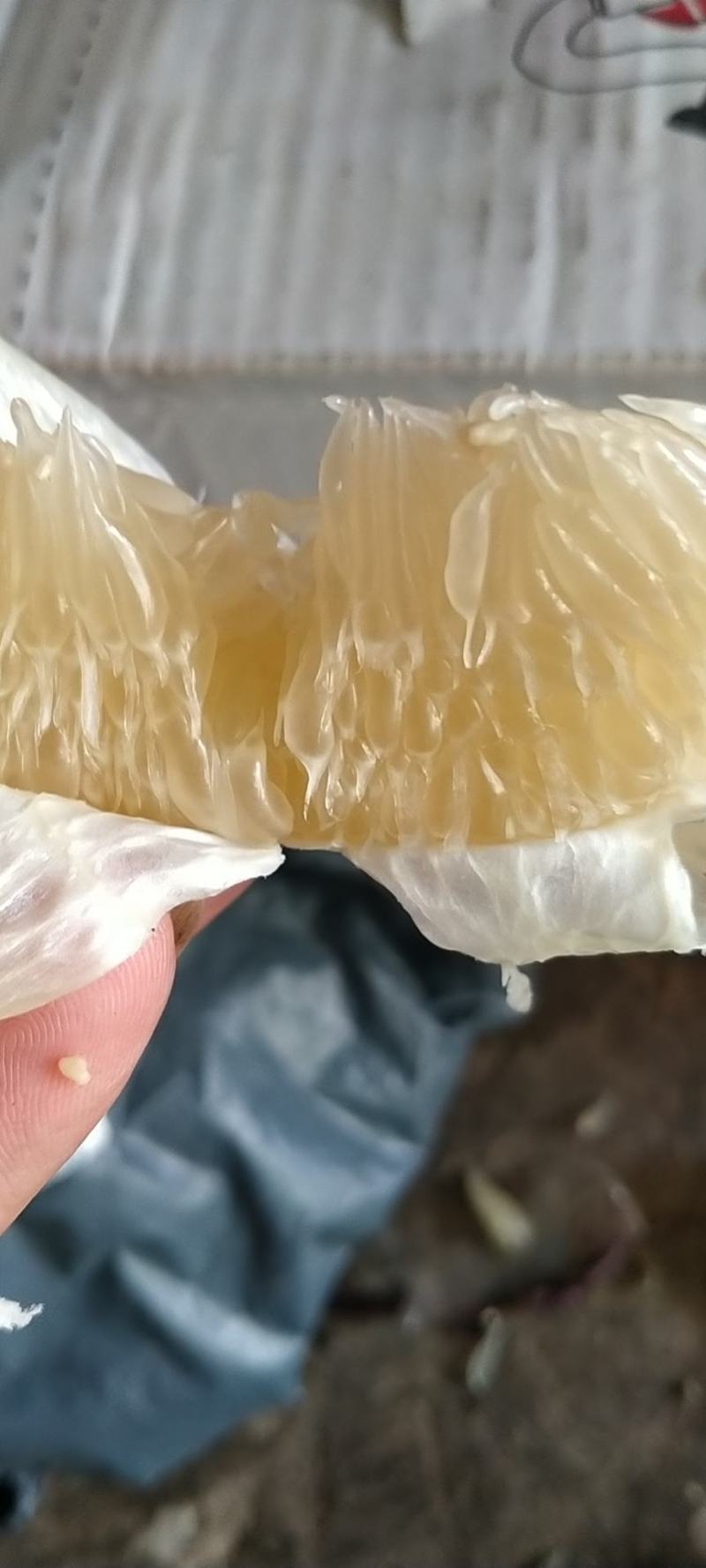 西双版纳柚子，东试早，《傣柚》一手货源现摘现发