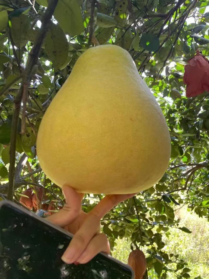 西双版纳柚子，东试早，《傣柚》一手货源现摘现发