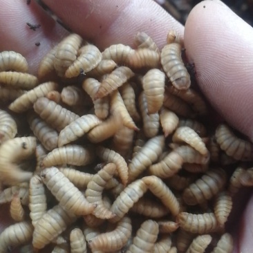 黑水虻高蛋白昆虫饲料用于养殖鸡鸭鱼虾蟹青蛙等降成提产