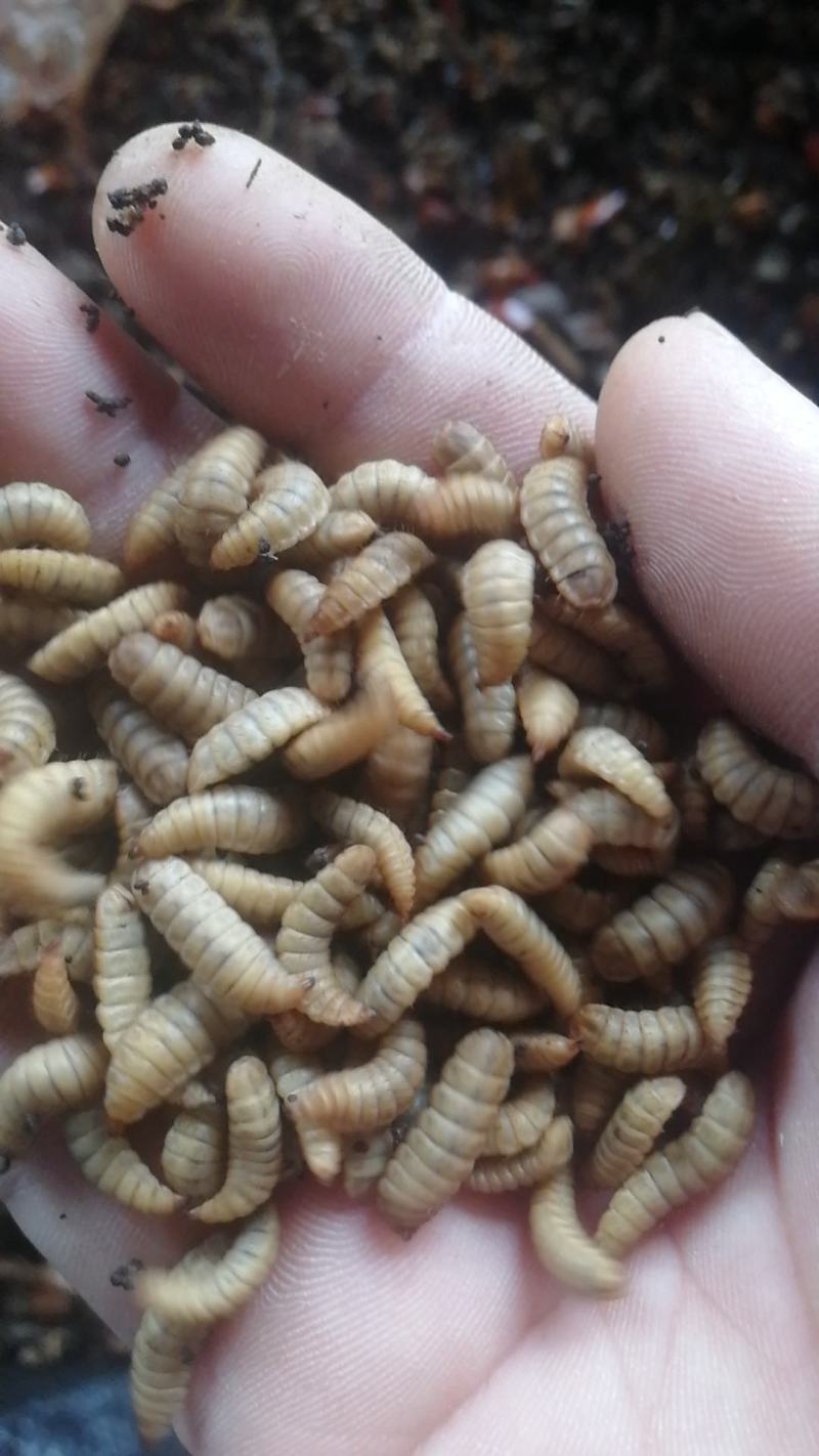 黑水虻高蛋白昆虫饲料用于养殖鸡鸭鱼虾蟹青蛙等降成提产