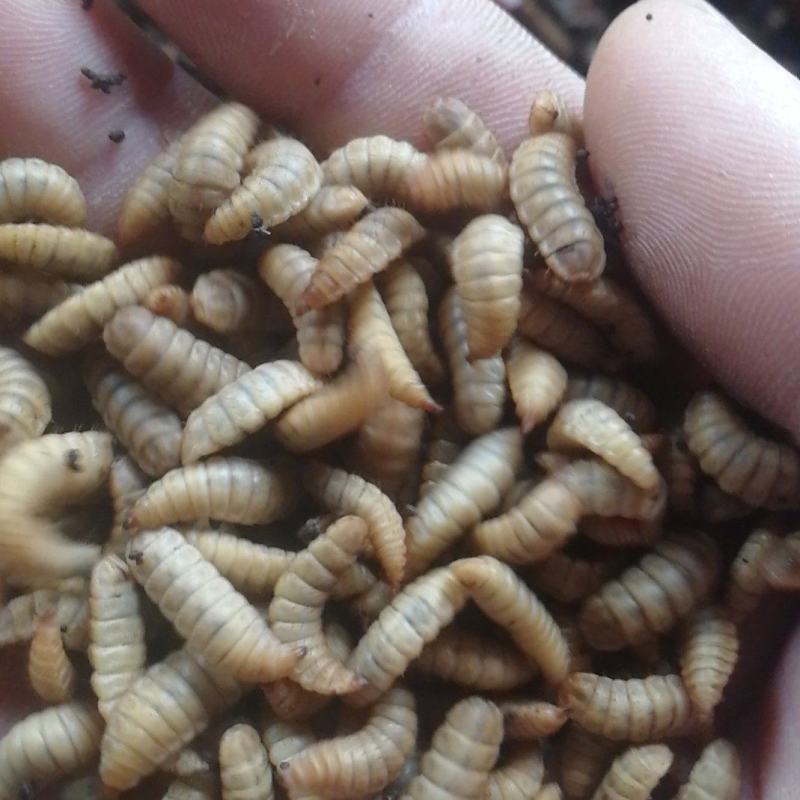 黑水虻高蛋白昆虫饲料用于养殖鸡鸭鱼虾蟹青蛙等降成提产