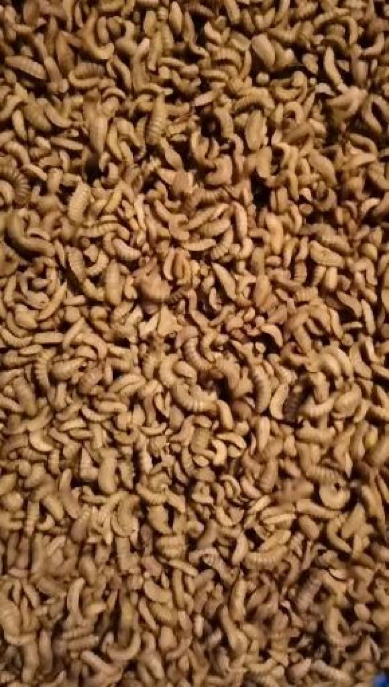 黑水虻高蛋白昆虫饲料用于养殖鸡鸭鱼虾蟹青蛙等降成提产