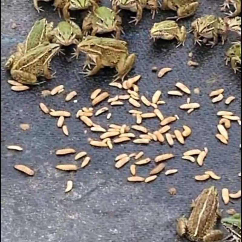 黑水虻高蛋白昆虫饲料用于养殖鸡鸭鱼虾蟹青蛙等降成提产