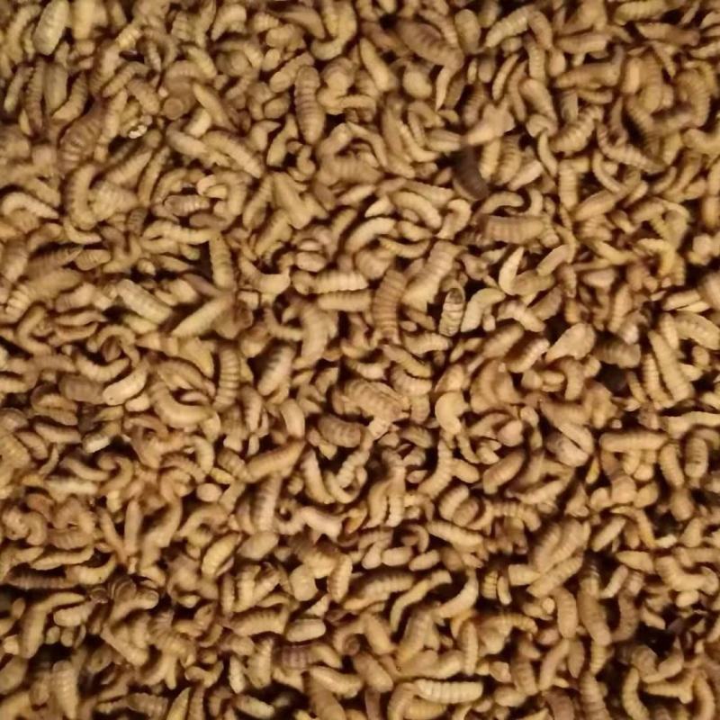 黑水虻高蛋白昆虫饲料用于养殖鸡鸭鱼虾蟹青蛙等降成提产