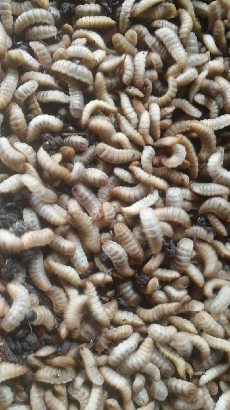 黑水虻高蛋白昆虫饲料用于养殖鸡鸭鱼虾蟹青蛙等降成提产