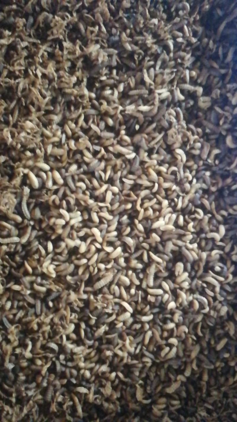 黑水虻高蛋白昆虫饲料用于养殖鸡鸭鱼虾蟹青蛙等降成提产