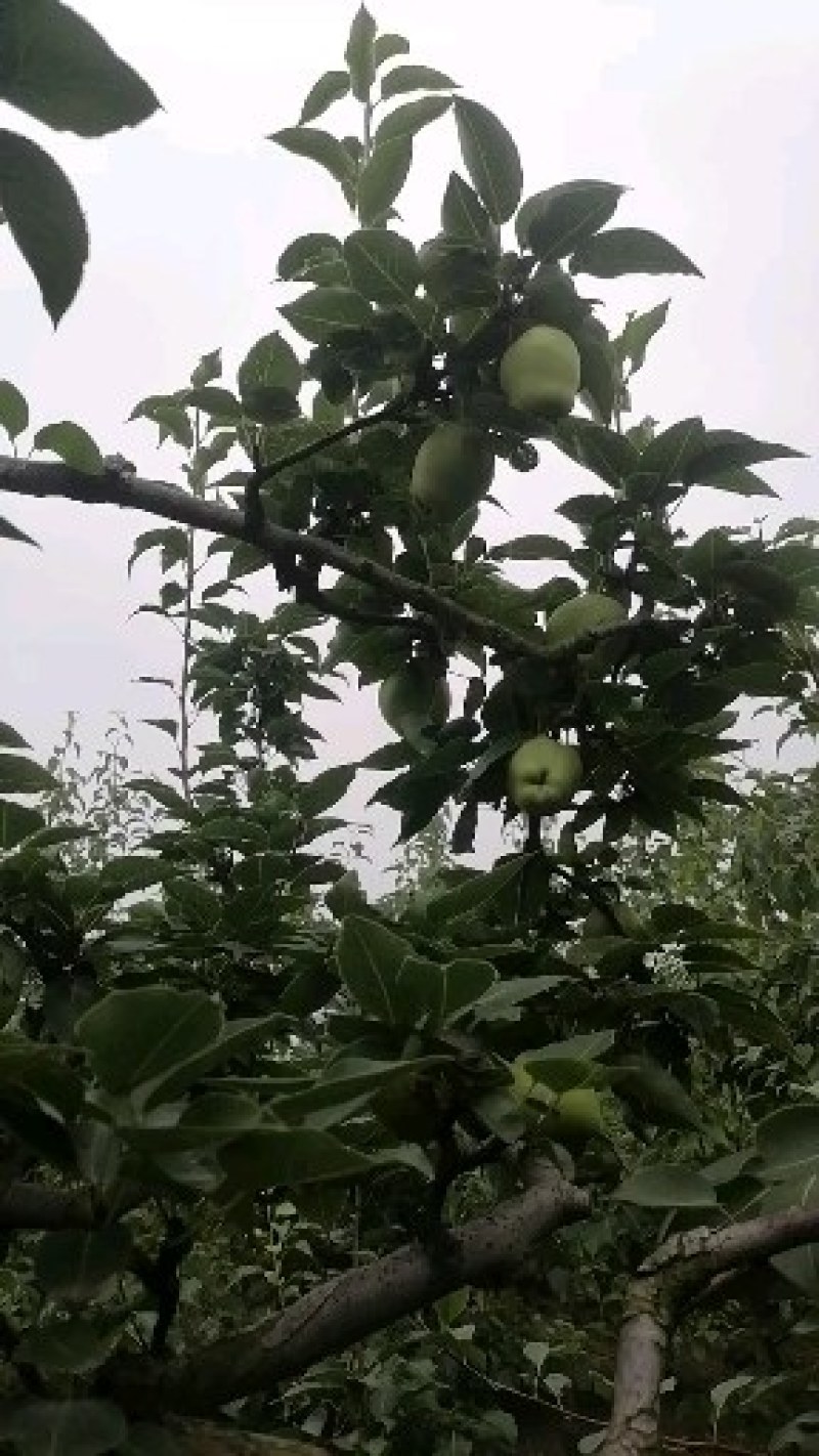 酥梨