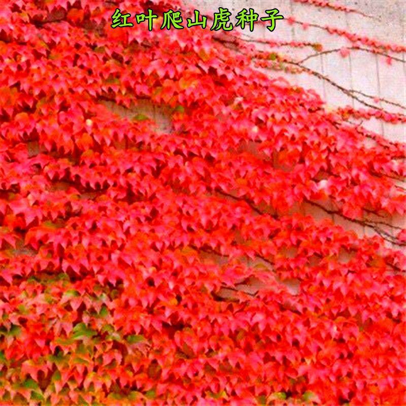 新品爬山虎种子四季常青三叶地锦四季种阳台庭院爬藤观叶植物