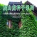 新品爬山虎种子四季常青三叶地锦四季种阳台庭院爬藤观叶植物