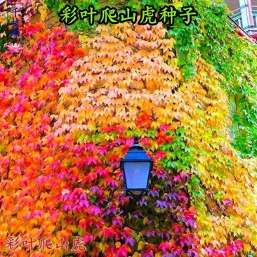 新品爬山虎种子四季常青三叶地锦四季种阳台庭院爬藤观叶植物