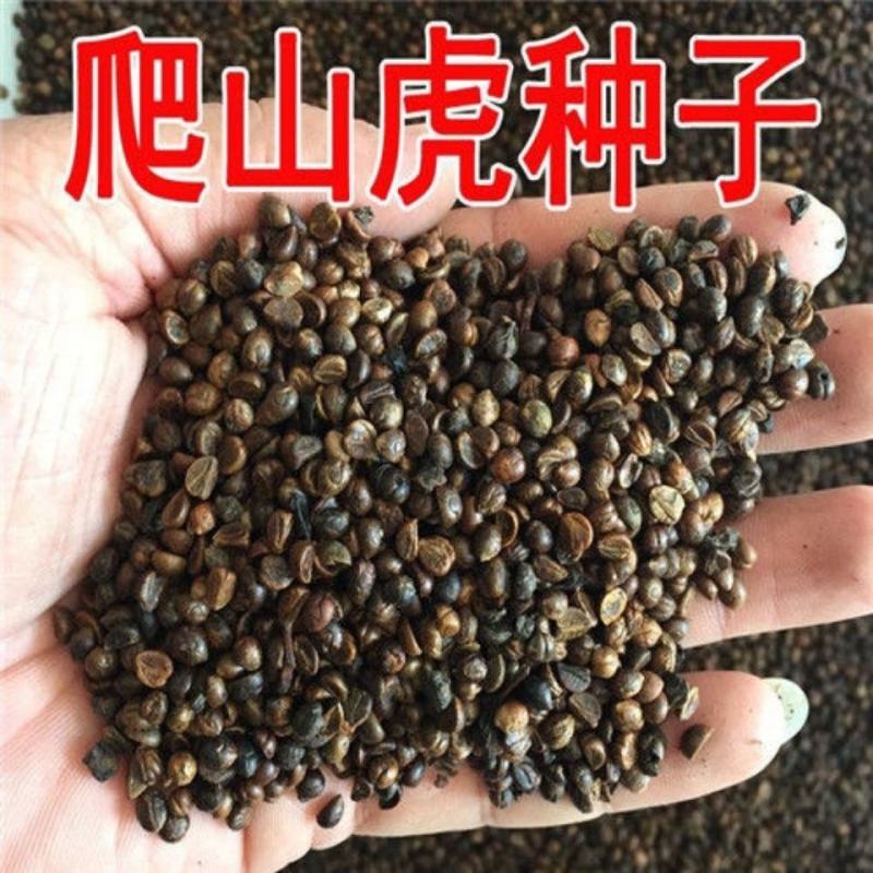 新品爬山虎种子四季常青三叶地锦四季种阳台庭院爬藤观叶植物