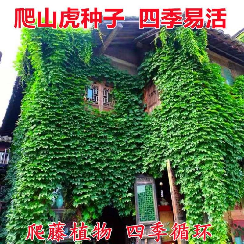 新品爬山虎种子四季常青三叶地锦四季种阳台庭院爬藤观叶植物