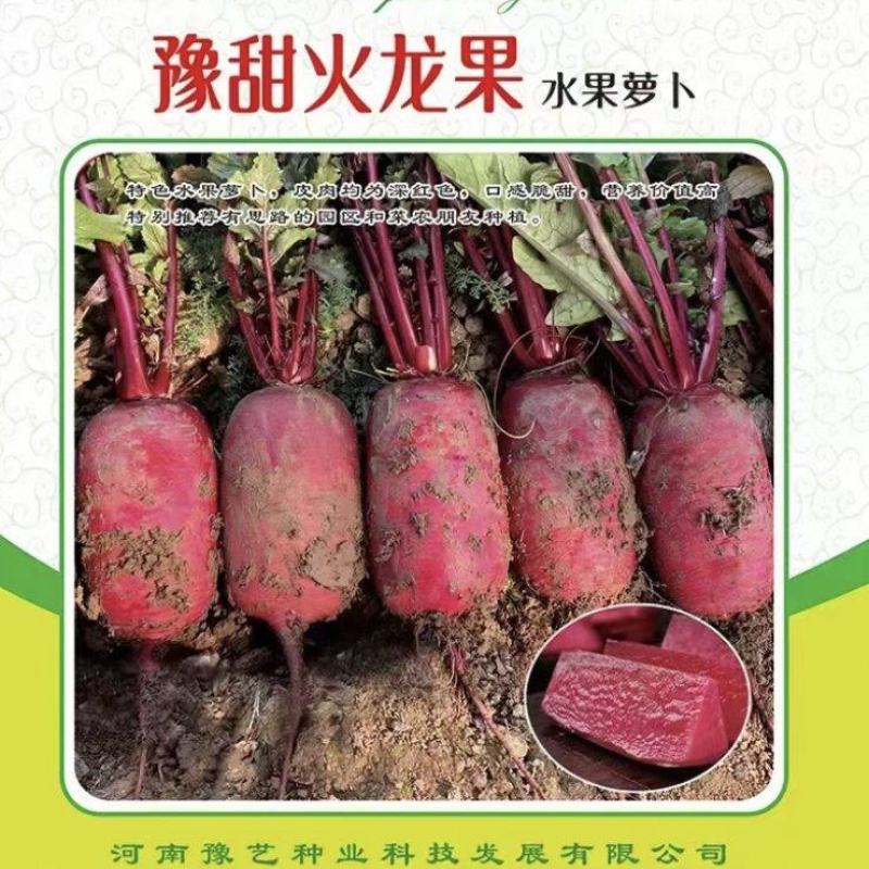 豫甜火龙果水果萝卜种子500克皮肉均为深红色囗感脆甜经济
