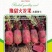 豫甜火龙果水果萝卜种子500克皮肉均为深红色囗感脆甜经济