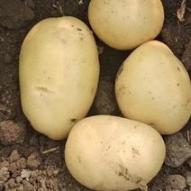 精品大土豆，小土豆，尤金885.中暑5.沃土5