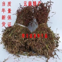 盘龙参猪鞭草龙抱柱镰刀草云南特产新货包邮