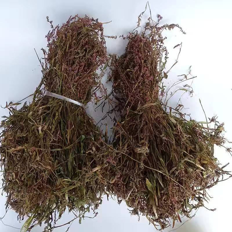 盘龙参猪鞭草龙抱柱镰刀草云南特产新货包邮