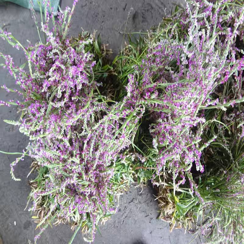 盘龙参猪鞭草龙抱柱镰刀草云南特产新货包邮