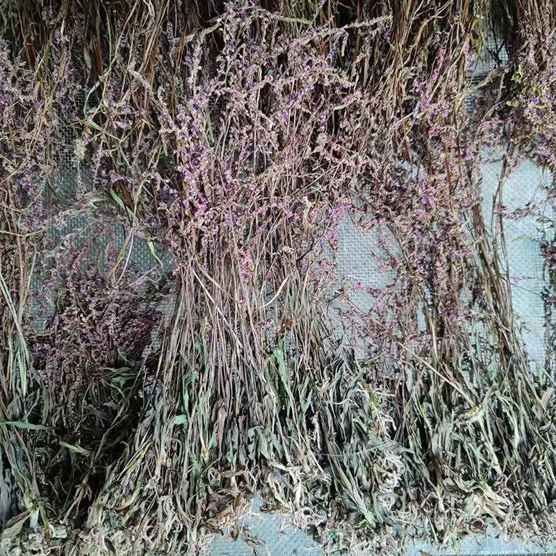 盘龙参猪鞭草龙抱柱镰刀草云南特产新货包邮
