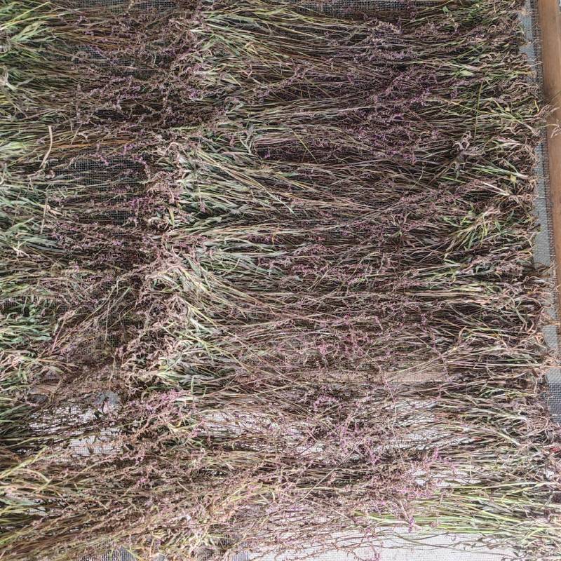 盘龙参猪鞭草龙抱柱镰刀草云南特产新货包邮
