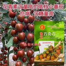 豫艺小番茄种子花青素含量高巧克力番茄种子糖度高抗病