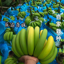 云南高山香蕉，七成熟，当天下果当天发货。