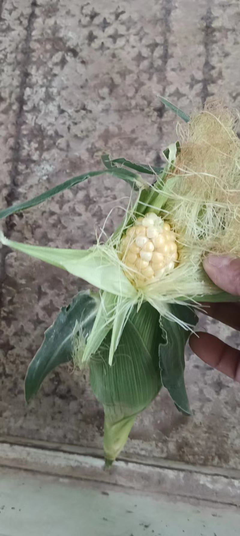 红古区玉米