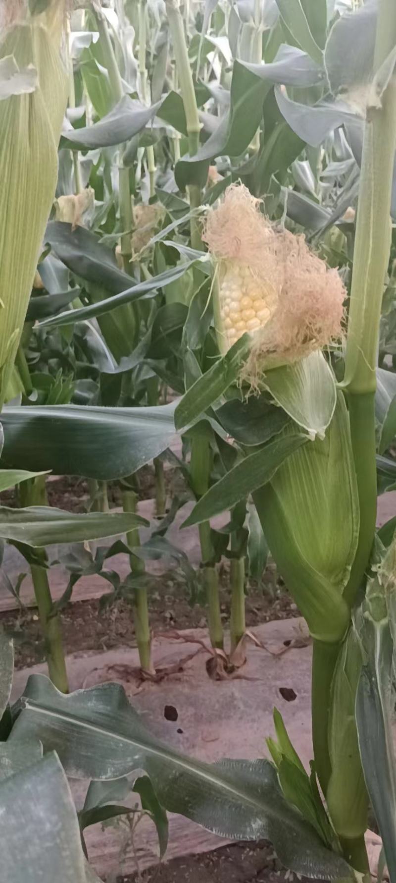 红古区玉米